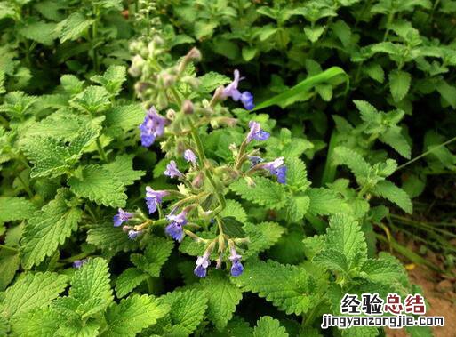 大食谱之花样食用荆芥 荆芥相克的食物有哪些