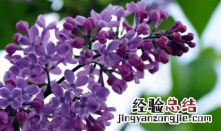 赞美丁香花的优美诗句 赞美丁香花的优美诗句有哪些