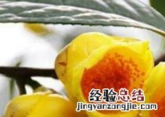 广西金花茶的功效与作用 广西金桂花茶的功效与作用
