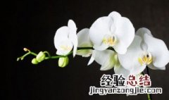 兰的诗句 关于兰的诗句有哪些