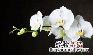 兰的诗句 关于兰的诗句有哪些
