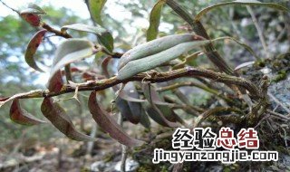 铁皮石斛哪些人不适合吃 哪些人不适合吃铁皮石斛