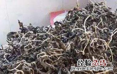 干芝麻叶的功效与作用 干芝麻叶的功效与作用及禁忌