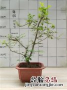 金弹子适合什么土壤 金弹子适合什么土壤栽培
