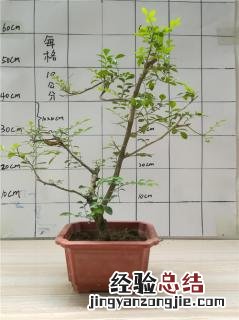 金弹子适合什么土壤 金弹子适合什么土壤栽培