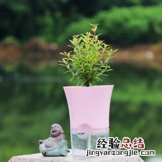 金弹子适合什么土壤 金弹子适合什么土壤栽培