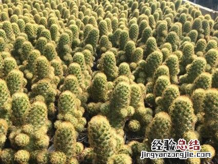 金手指为什么难栽培 金手指怎样栽培