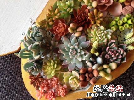 金手指为什么难栽培 金手指怎样栽培