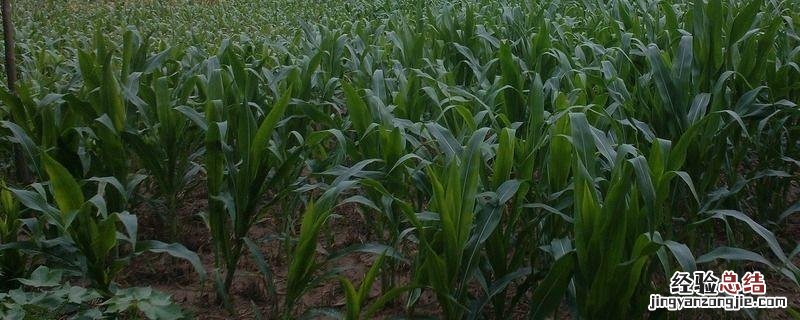 玉米间距多少合适,附玉米的种植方法