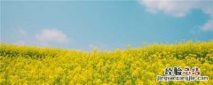 油菜施硼肥要注意什么 油菜施硼肥要注意什么细菌