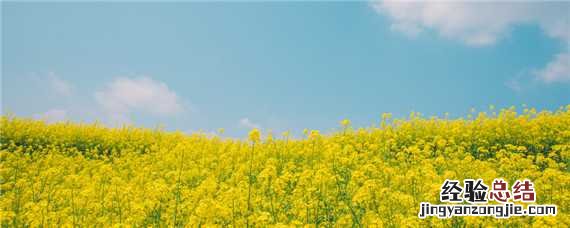 油菜开花期施什么肥 油菜开花期施什么肥料