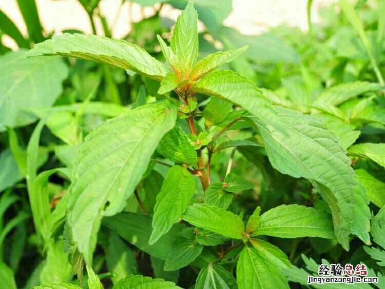 铁苋菜图片及作用都是什么 铁苋菜和苋菜是一种吗