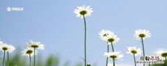 夏日对雨赏析 夏日对雨古诗意思解释