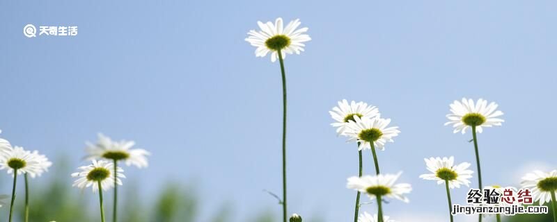 夏日对雨赏析 夏日对雨古诗意思解释
