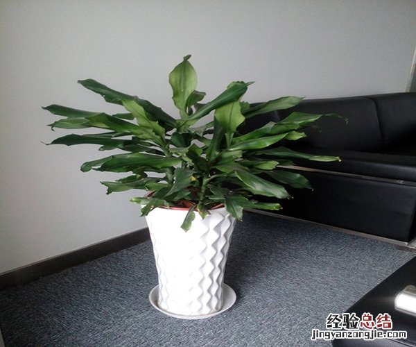 什么绿植适合室内养 什么绿植适合室内养好看还好活