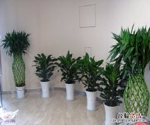 什么绿植适合室内养 什么绿植适合室内养好看还好活