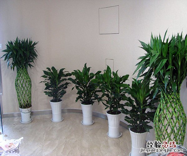 什么绿植适合室内养 什么绿植适合室内养好看还好活