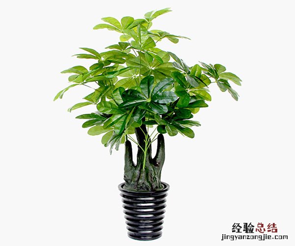 什么绿植适合室内养 什么绿植适合室内养好看还好活