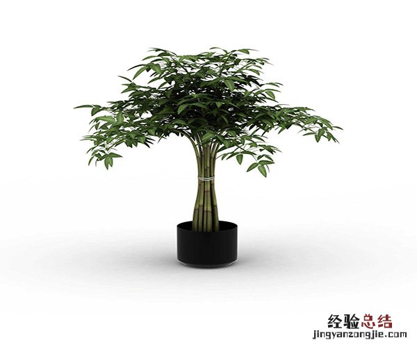 什么绿植适合室内养 什么绿植适合室内养好看还好活