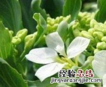 芥兰花的功效与作用及营养价值 芥兰花的功效与作用