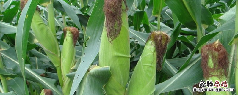 甲维虫螨腈能杀什么虫能打玉米吗,甲维虫螨腈使用注意事项