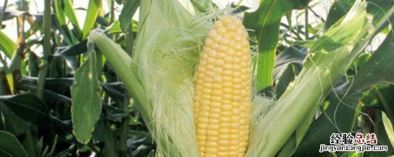 玉米大喇叭口期追什么肥合适 玉米大喇叭口期，施什么肥好