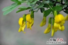 金雀怎么养 金雀好养吗