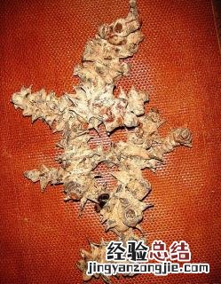 金刚藤图片和功效用法 金刚藤图片和功效有哪些