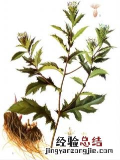 金刚藤图片和功效用法 金刚藤图片和功效有哪些