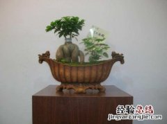 金钱树主干有黑色斑点怎么回事 金钱树干有黑斑怎么办