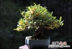 金豆下山桩多久生根 金豆下山桩多久生根正常