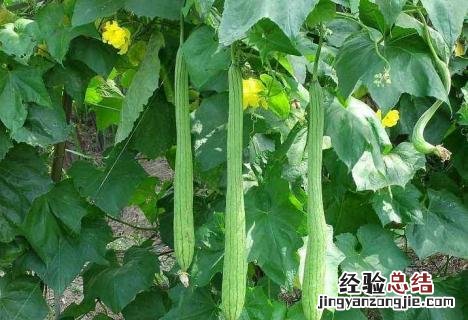 丝瓜什么时候开始种 几月开始种丝瓜