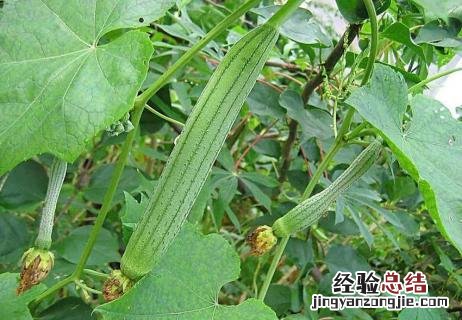 丝瓜什么时候开始种 几月开始种丝瓜