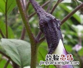 自己种的茄子要用什么方法来防虫 种植茄子需要防治哪些病虫害