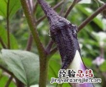 自己种的茄子要用什么方法来防虫 种植茄子需要防治哪些病虫害