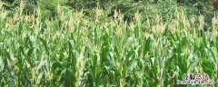 玉米支叉用打不用，支叉的原因是什么