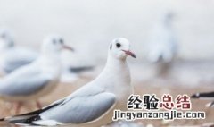蒸鸽子的做法 怎样做蒸鸽子
