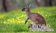澳大利亚的国宝叫什么名字 澳大利亚的国宝