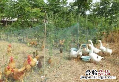 鸡和鹅能关在一起养吗 鸡和鹅能关在一起养吗为什么