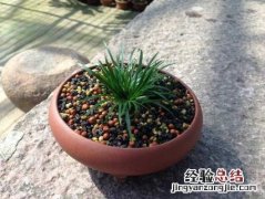 金钱木出锦是什么意思 金钱木出锦怎么回事