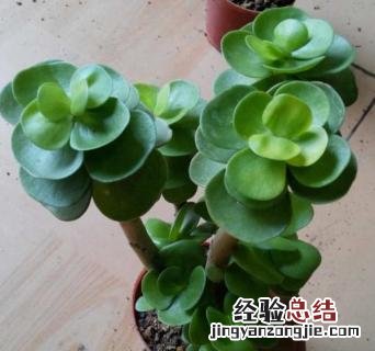 金钱木出锦是什么意思 金钱木出锦怎么回事