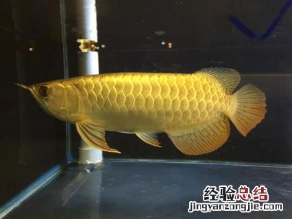 金龙鱼好养吗新手养鱼混养 金龙鱼好养吗