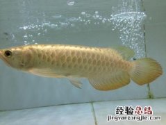 金龙鱼好养吗新手养鱼混养 金龙鱼好养吗