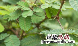 含羞草开花寓意什么 含羞草开花寓意什么呢