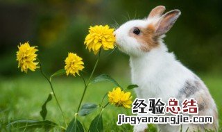 守株待兔这则寓言告诉我们什么道理短 守株待兔这则寓言告诉我们什么