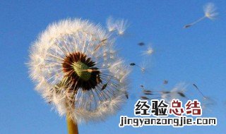 蒲公英靠风苍耳靠什么豌豆靠什么传播种子 给大家介绍一下