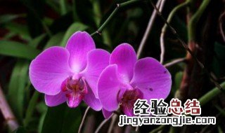 兰花几天浇水一次比较好 兰花几天浇水一次