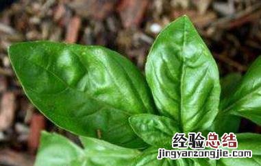 九层塔是什么菜 潮汕九层塔是什么菜