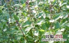 九层塔是什么菜 潮汕九层塔是什么菜