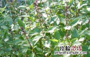九层塔是什么菜 潮汕九层塔是什么菜